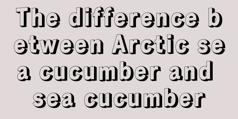 The difference between Arctic sea cucumber and sea cucumber