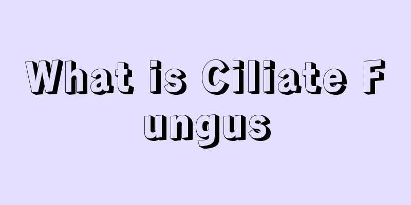 What is Ciliate Fungus