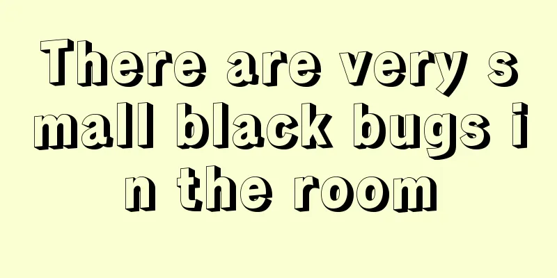 There are very small black bugs in the room