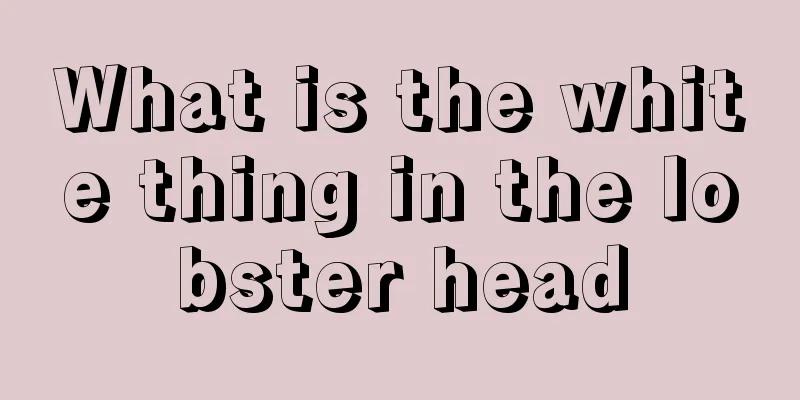 What is the white thing in the lobster head