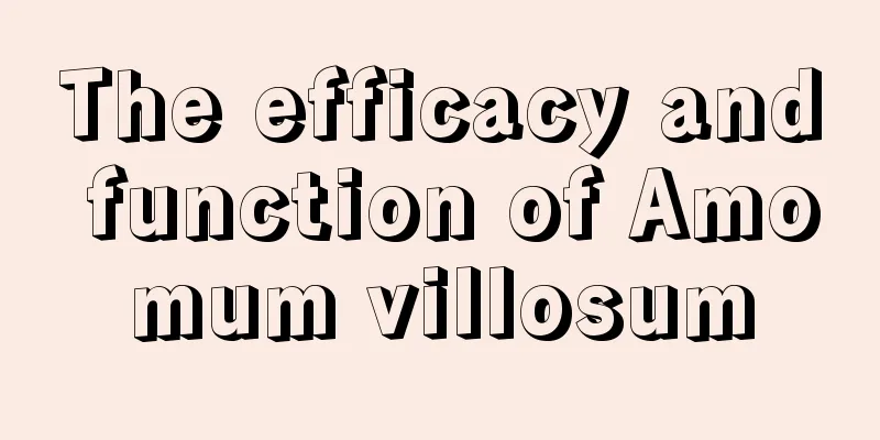 The efficacy and function of Amomum villosum