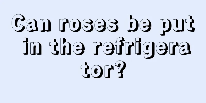 Can roses be put in the refrigerator?