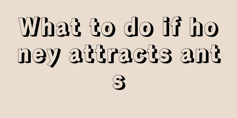 What to do if honey attracts ants
