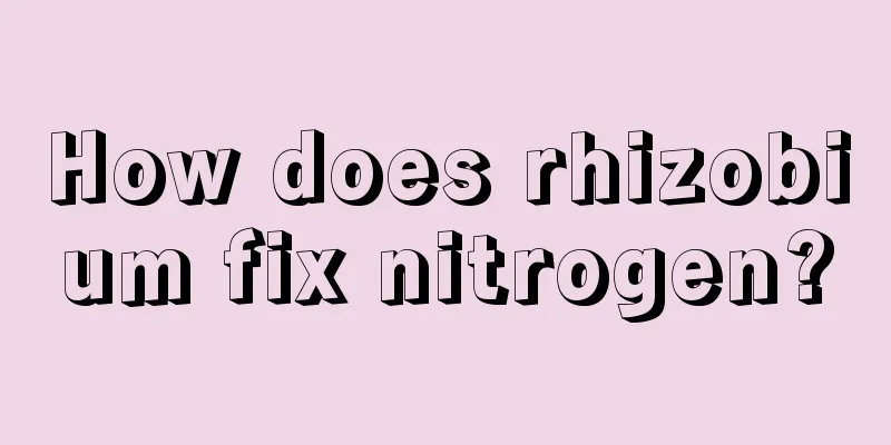 How does rhizobium fix nitrogen?