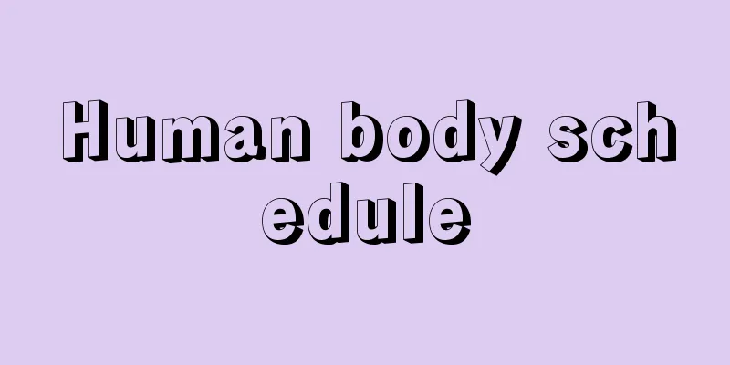 Human body schedule