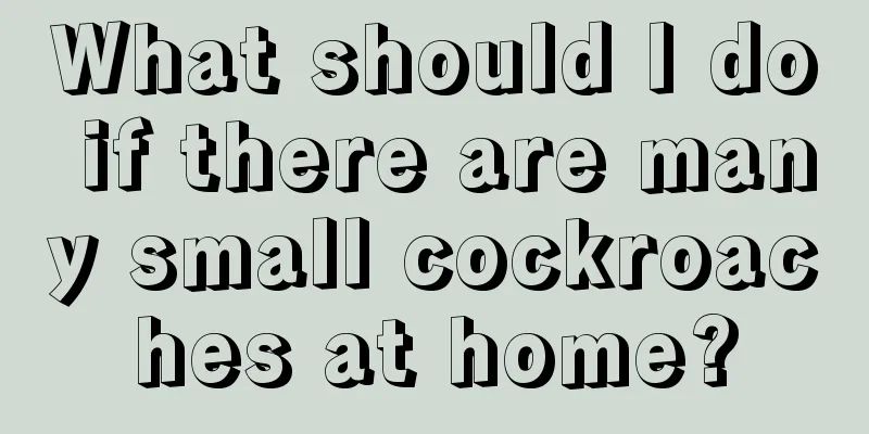 What should I do if there are many small cockroaches at home?