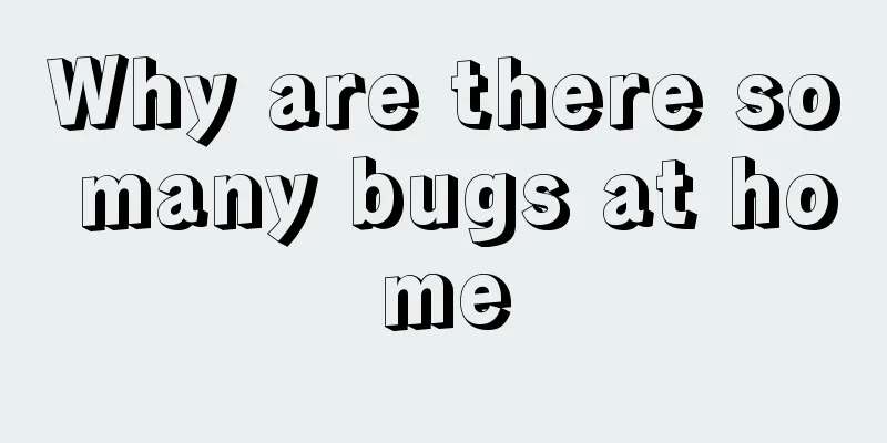 Why are there so many bugs at home