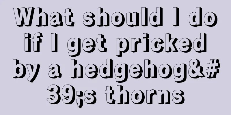 What should I do if I get pricked by a hedgehog's thorns