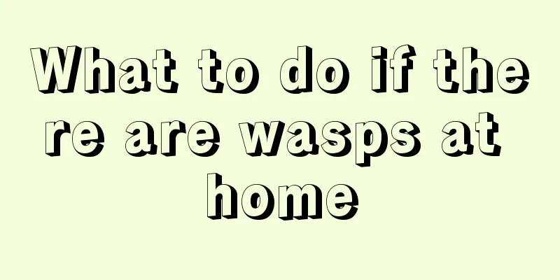 What to do if there are wasps at home