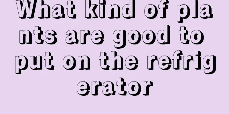 What kind of plants are good to put on the refrigerator