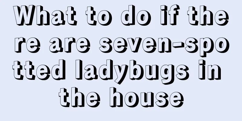 What to do if there are seven-spotted ladybugs in the house