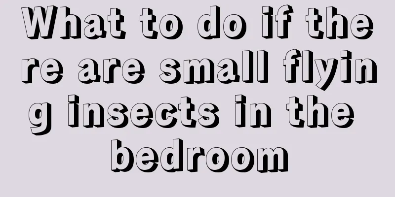 What to do if there are small flying insects in the bedroom