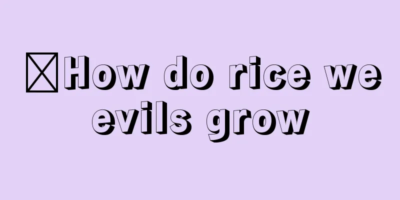 ​How do rice weevils grow
