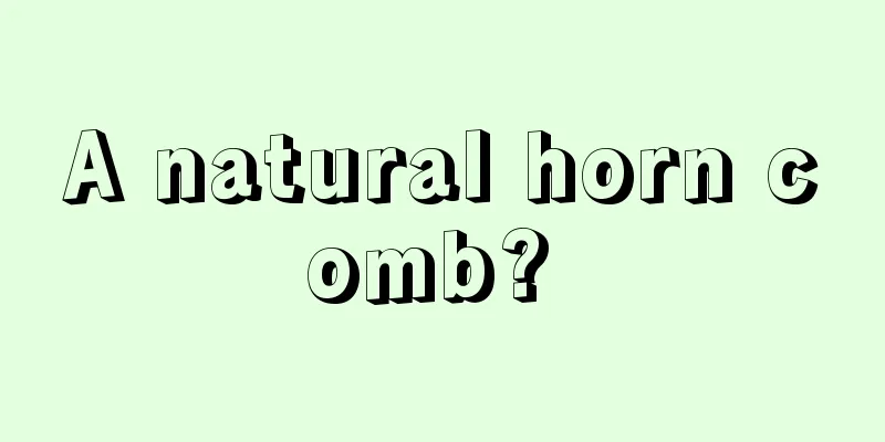A natural horn comb? 