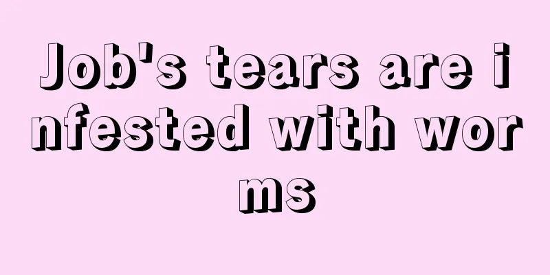 Job's tears are infested with worms