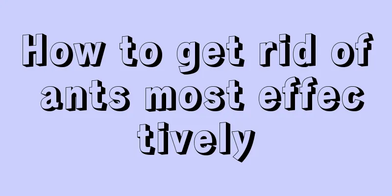 How to get rid of ants most effectively