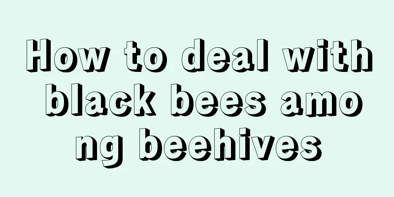 How to deal with black bees among beehives