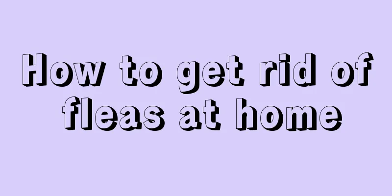 How to get rid of fleas at home