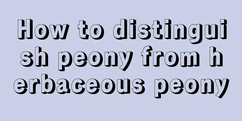 How to distinguish peony from herbaceous peony