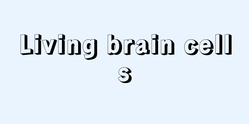 Living brain cells
