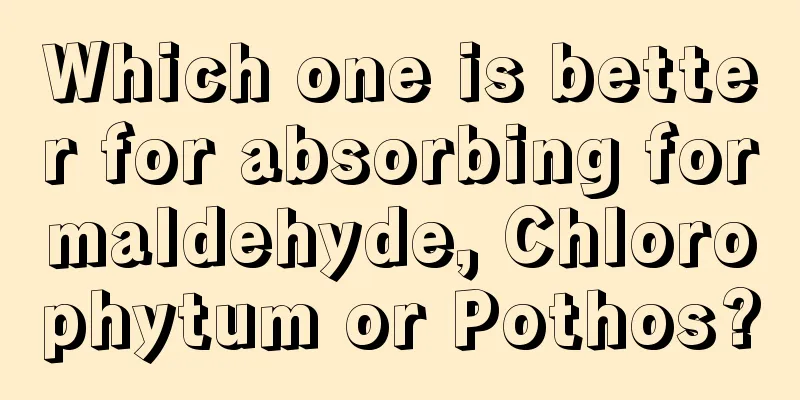 Which one is better for absorbing formaldehyde, Chlorophytum or Pothos?