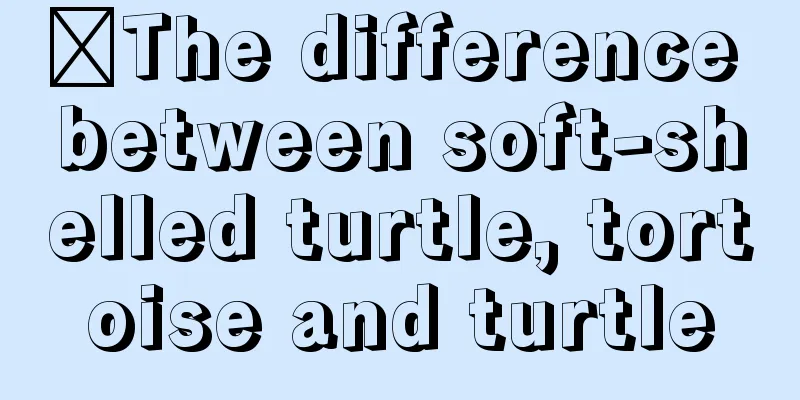 ​The difference between soft-shelled turtle, tortoise and turtle