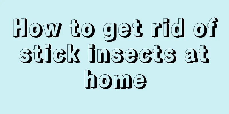 How to get rid of stick insects at home