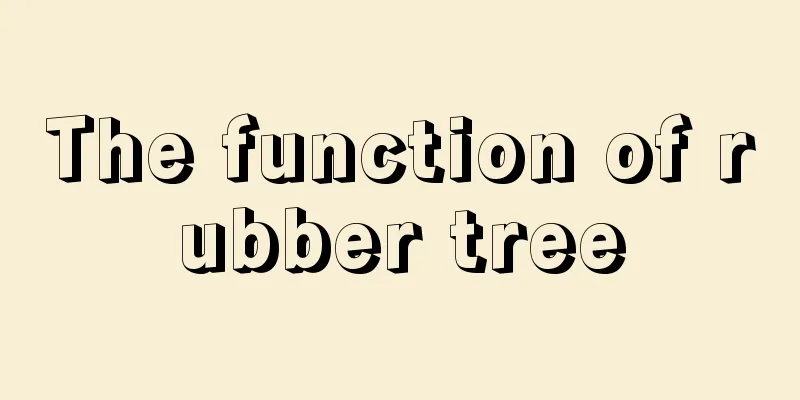 The function of rubber tree