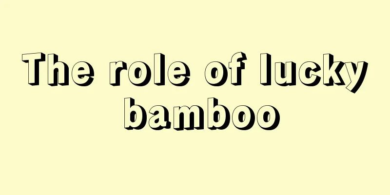 The role of lucky bamboo