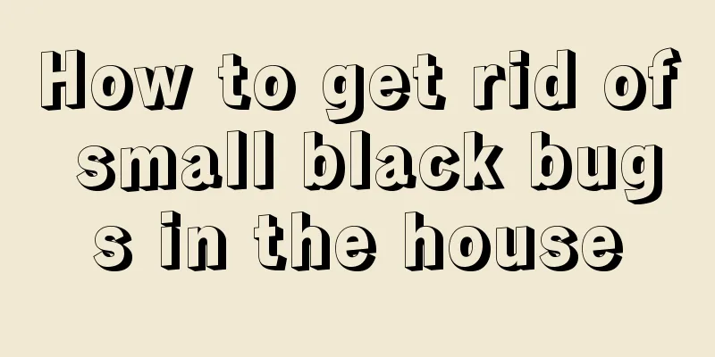How to get rid of small black bugs in the house