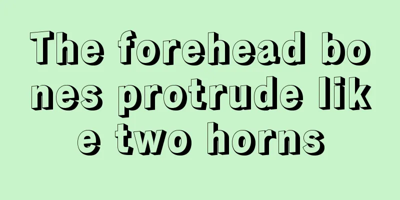 The forehead bones protrude like two horns