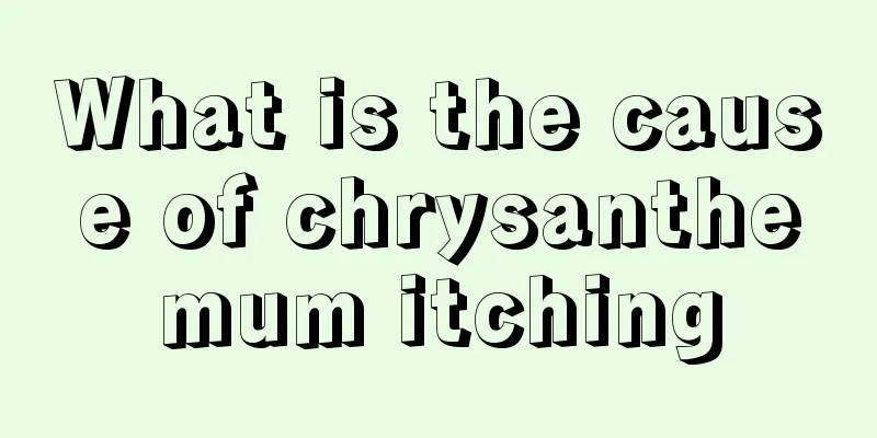 What is the cause of chrysanthemum itching