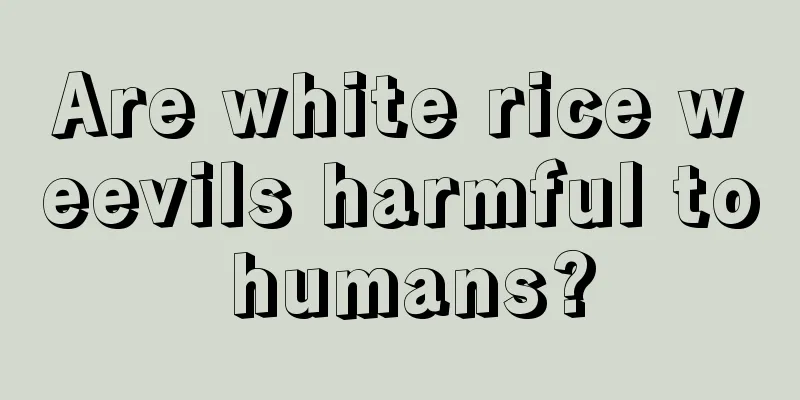 Are white rice weevils harmful to humans?