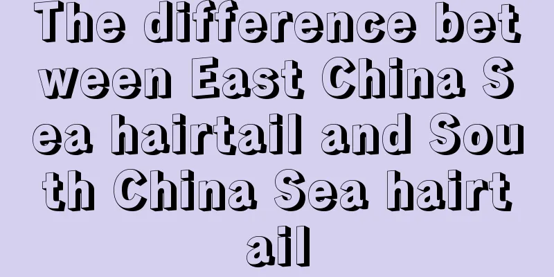 The difference between East China Sea hairtail and South China Sea hairtail