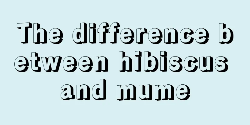 The difference between hibiscus and mume