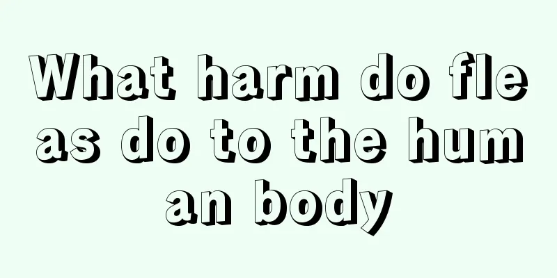 What harm do fleas do to the human body