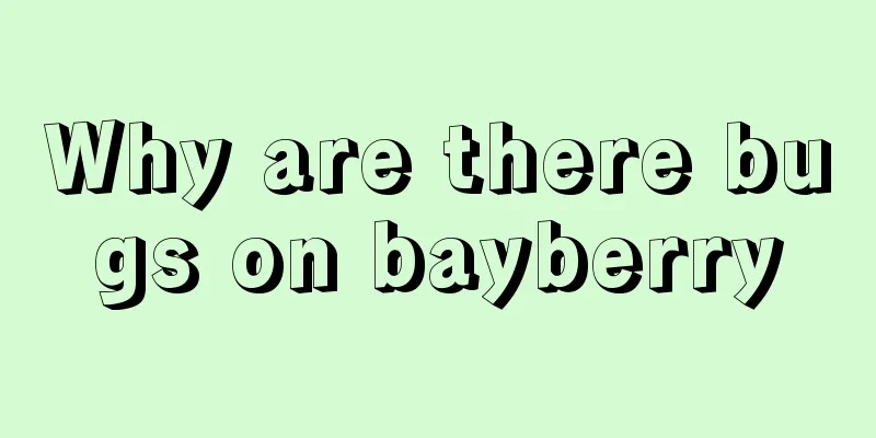 Why are there bugs on bayberry