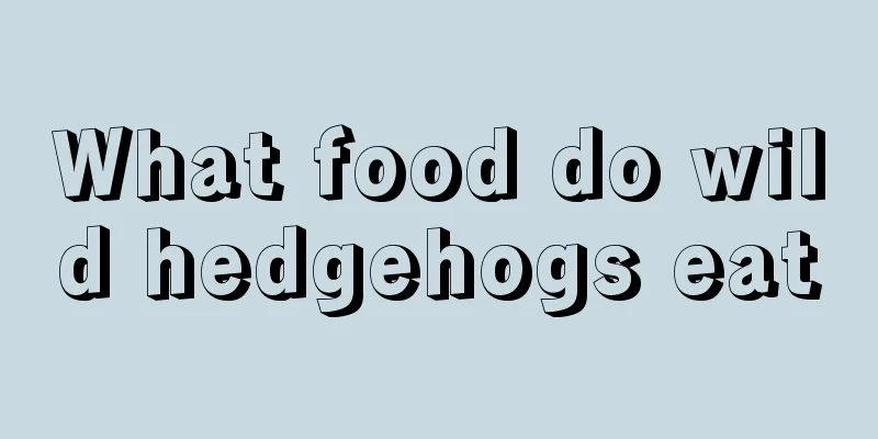 What food do wild hedgehogs eat