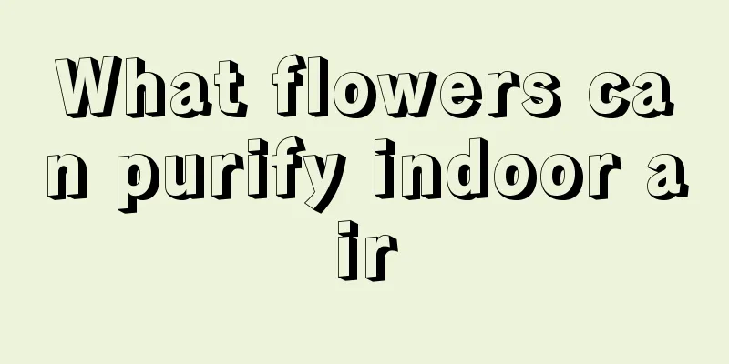 What flowers can purify indoor air