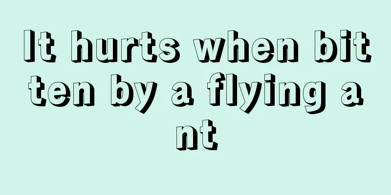 It hurts when bitten by a flying ant