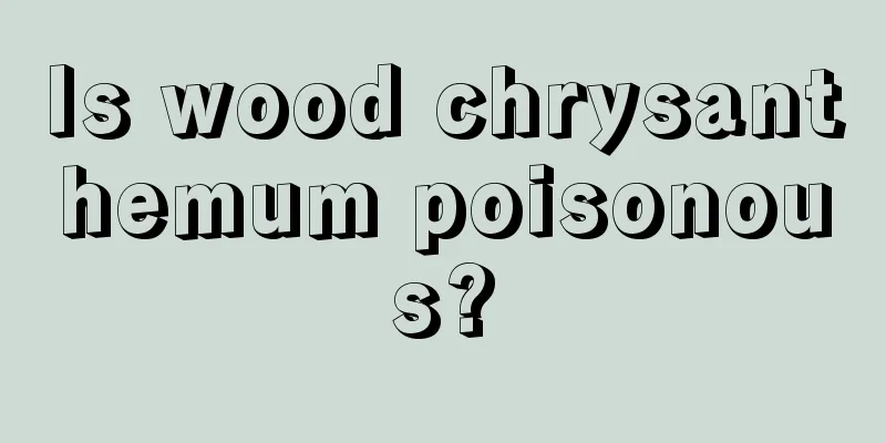 Is wood chrysanthemum poisonous?