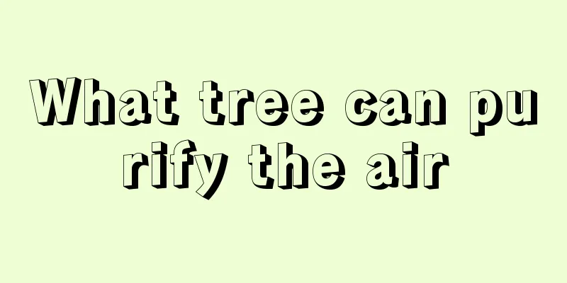 What tree can purify the air