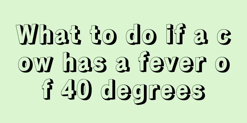 What to do if a cow has a fever of 40 degrees