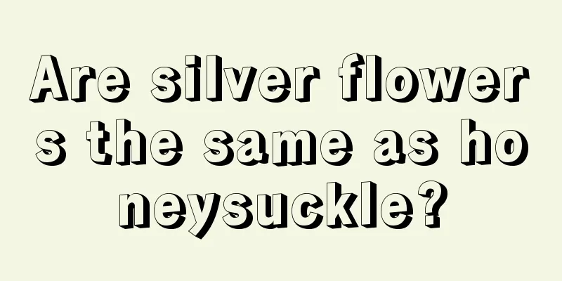 Are silver flowers the same as honeysuckle?