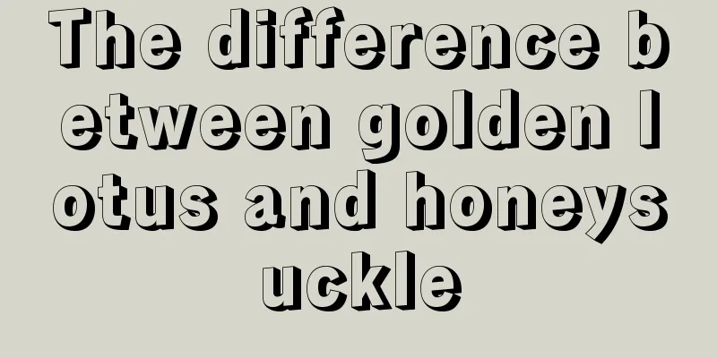 The difference between golden lotus and honeysuckle