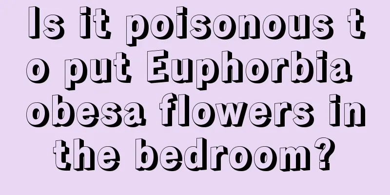 Is it poisonous to put Euphorbia obesa flowers in the bedroom? 