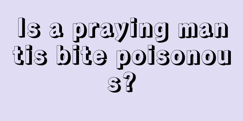 Is a praying mantis bite poisonous?