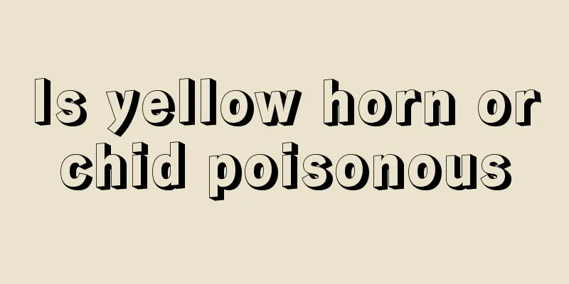 Is yellow horn orchid poisonous