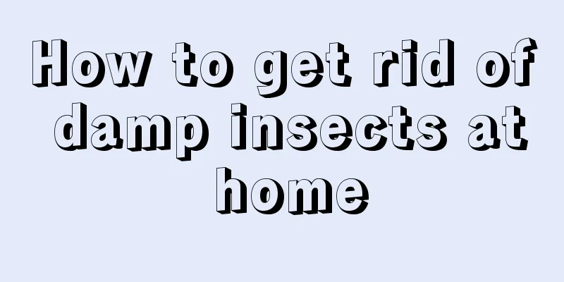 How to get rid of damp insects at home