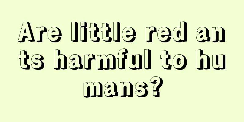 Are little red ants harmful to humans?